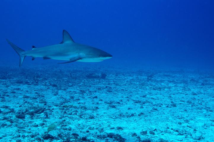 SXM Proselyte shark sept 2007_3.jpg
